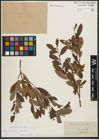 Foto von Salix purpurea L. x Salix starkeana Willd.
